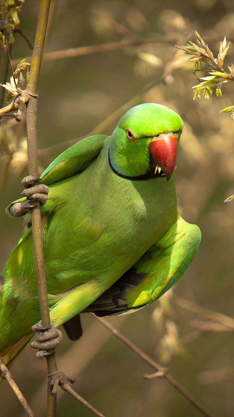 Parrot Live, Indian Parrot Sitting On Branch, indian parrot ...