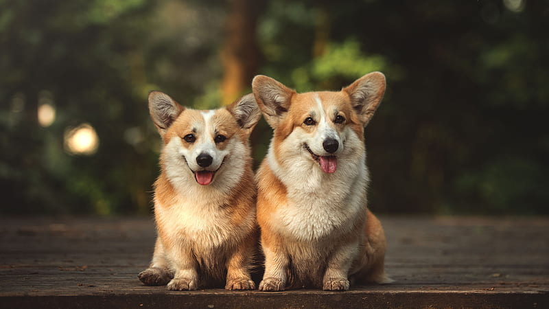 White Brown Welsh Corgi Dogs In Blur Green Leaves Forest Background Dog ...