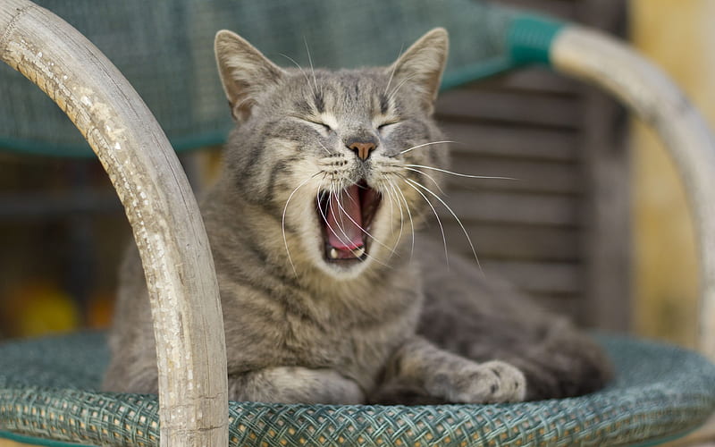home predator, old chair, yawning cat, HD wallpaper