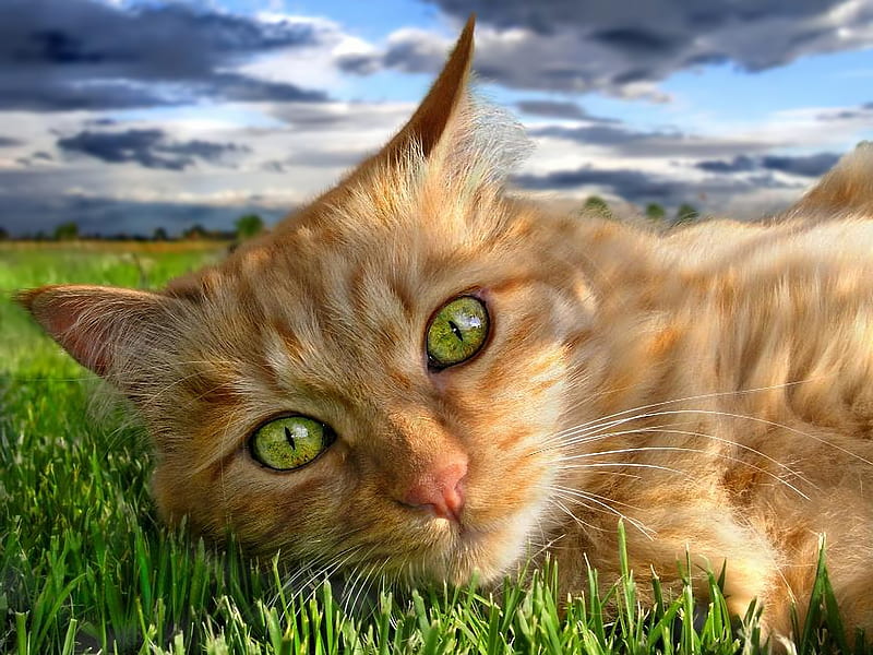 Cat, green, grass, orange, ginger, pisici, eyes, animal, HD wallpaper