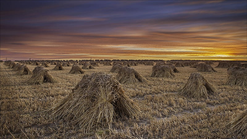 beautiful straw bales at sunset, bales, sunset, fields, straw, HD wallpaper