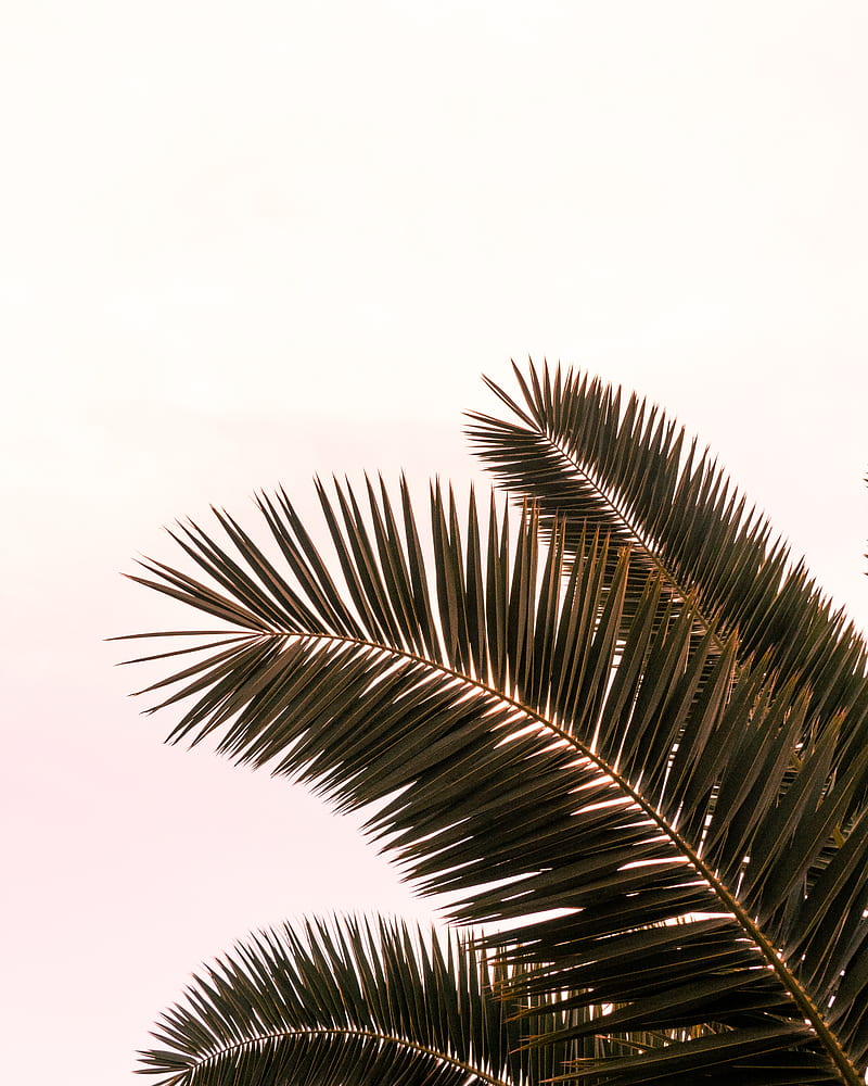 palm tree, branches, leaves, plant, sky, HD phone wallpaper