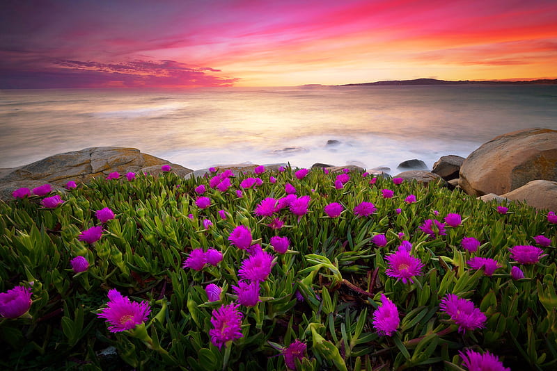 Ice plant at sunset, colorful, plant, ocean, wildflowers, ice, bonito, sunset, sea, HD wallpaper