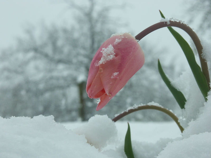 Still alive, snow, flower, ice, white, trees, pink, tulip, HD wallpaper