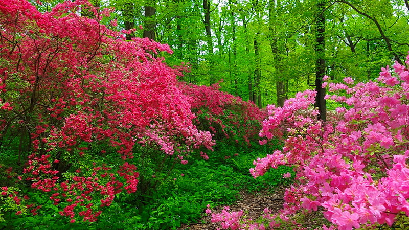Pink Bougainvillea Flowers Tree Branches In Green Trees Forest Background Flowers, HD wallpaper