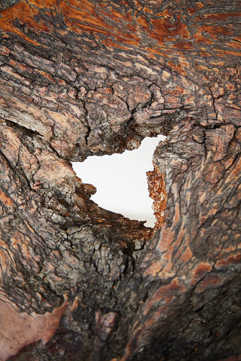 Dry bark of tree with hole, HD phone wallpaper