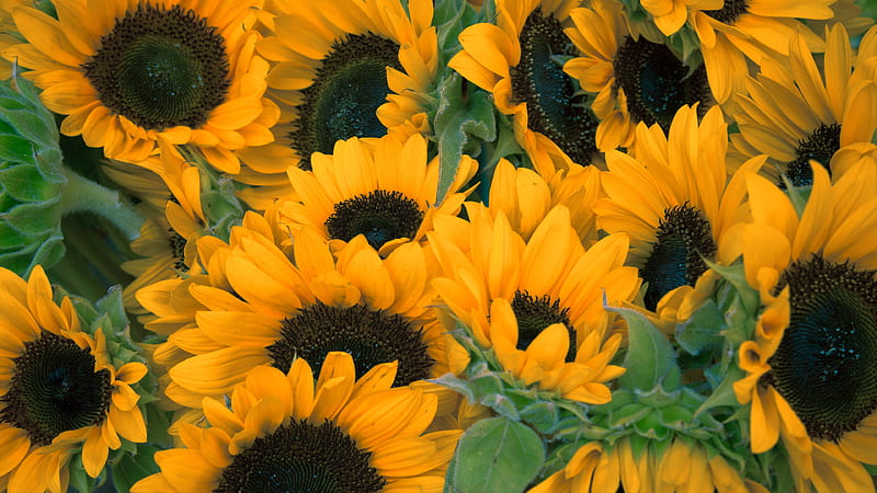 Dark Yellow Sunflowers Flowers, HD wallpaper