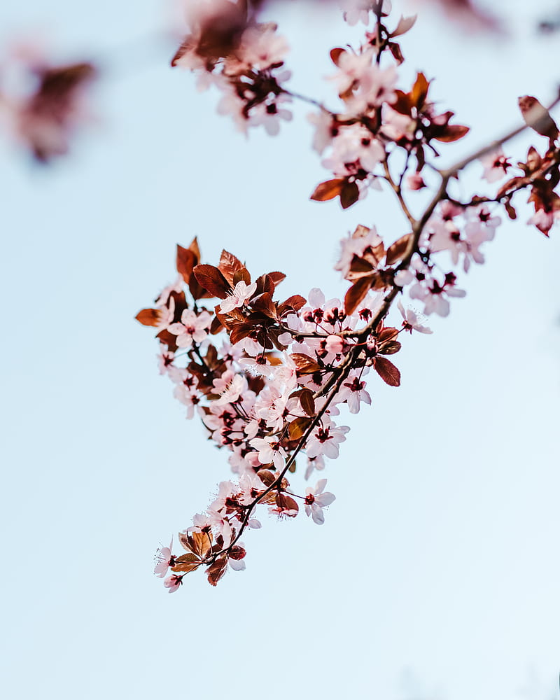 sakura, branch, flowers, bloom, plant, HD phone wallpaper