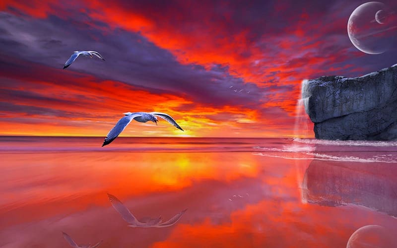 Sunset, Reflection, Flight, Seagull, HD wallpaper | Peakpx