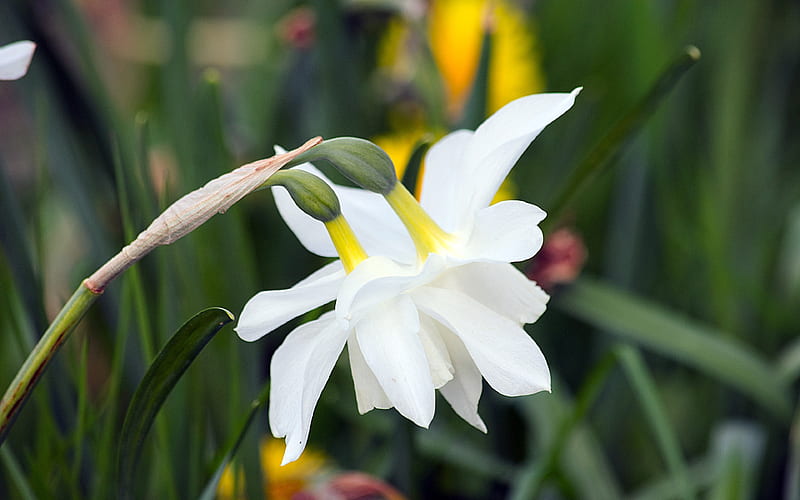 White Daffodil 2020 Nature Plant, HD wallpaper