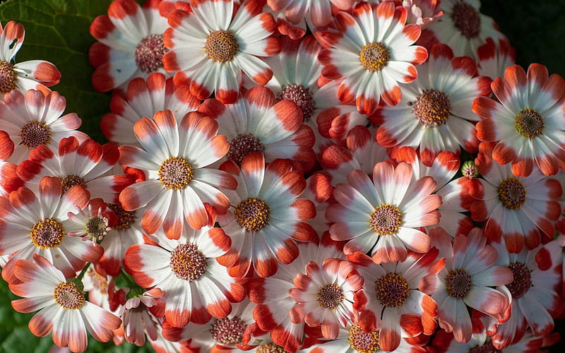 Beautiful Flowers, Macro, Hybrid, Cineraria, Petals, HD wallpaper