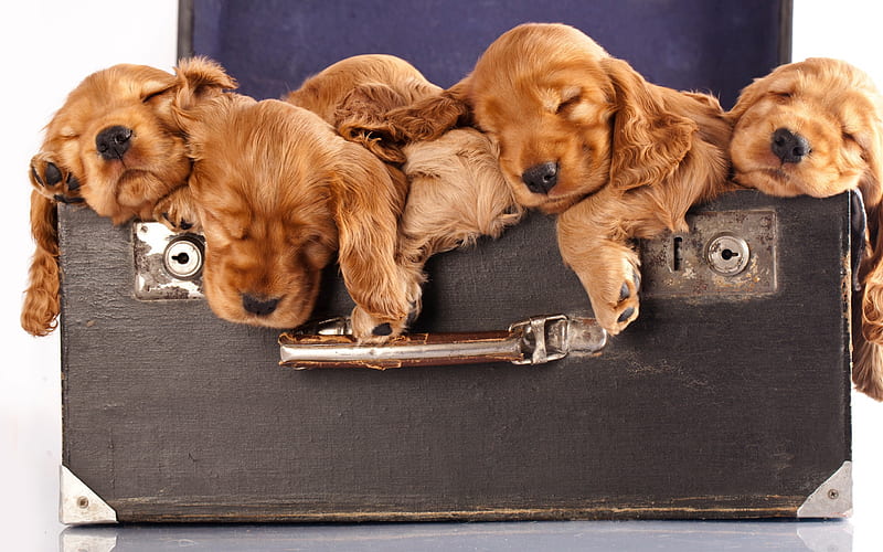 Cocker Spaniel, puppies, cute animals, small dogs, suitcase, HD wallpaper