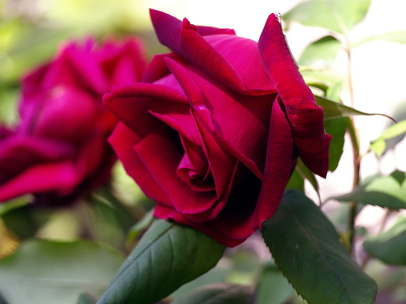 I fiori di Brosso, rose, thea, 2, rossa, HD wallpaper