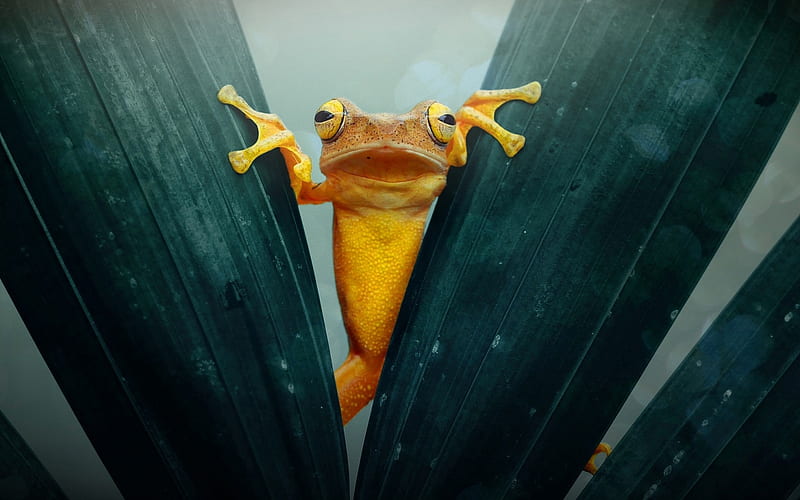 Frog, green, yellow, animal, leaf, HD wallpaper