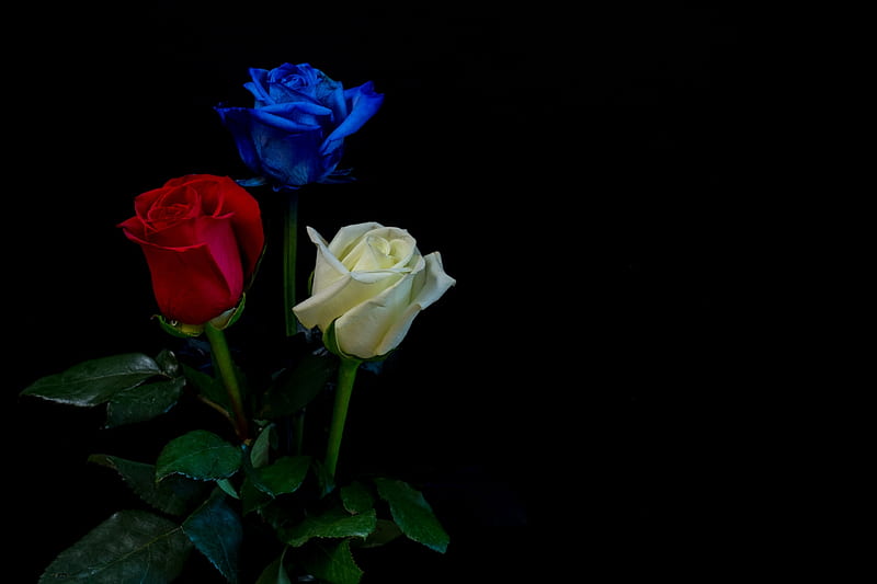Roses, red, rose, romania, romanian, black, yellow, ziua nationala, flag, trandafir, trio, flower, blue, HD wallpaper