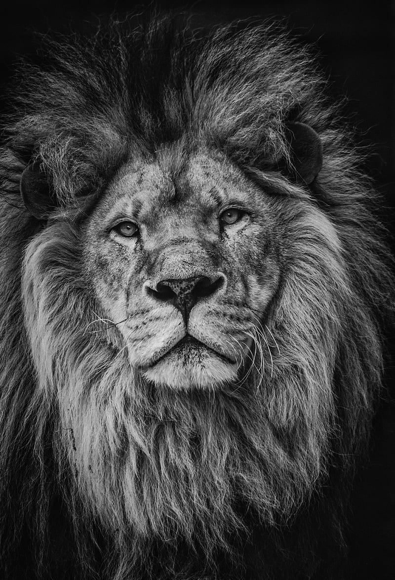grayscale graphy of lion, HD phone wallpaper