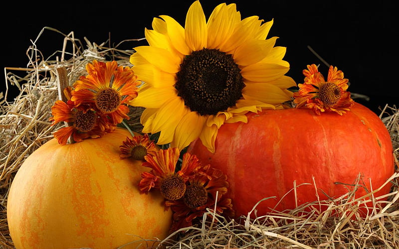 harvest mix, fall, autumn, brown, orange, yellow, hay, straw, thanksgiving, sunflowers, pumpkins, HD wallpaper