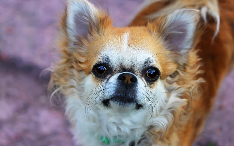 chihuahua, small brown dog, pets, cute little animals, breeds of decorative dogs, HD wallpaper