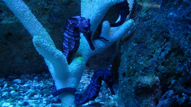 Little Seahorse, underwater, art, fish, blue, HD wallpaper