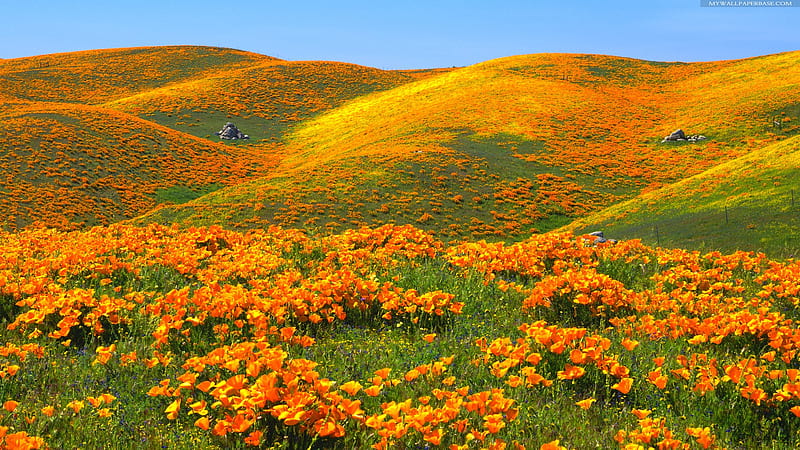 wild flowers hills, hills, wild flowers, grass, orange, bonito, blue sky, HD wallpaper