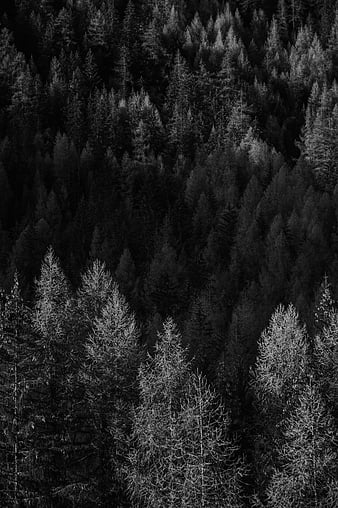 Grayscale of trees in forest, HD phone wallpaper | Peakpx