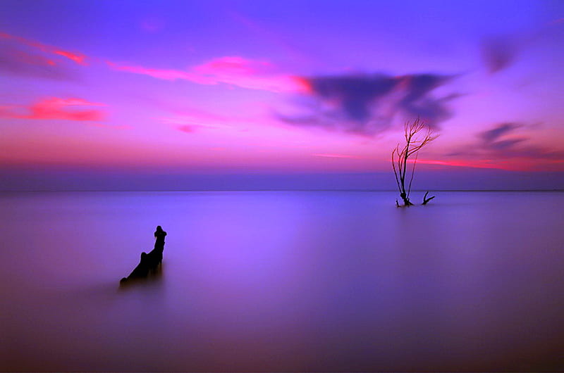Soft evening lights, blue and pink, driftwood, mist on water, clouds, sky, lake, HD wallpaper