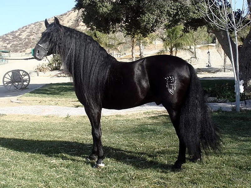 Black Velvet, black, andalusian, horses, spanish, HD wallpaper