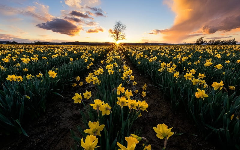 Daffodil Field At Sunset, sunlight, yellow, spring, sunset, clouds, sky, flowers, daffodil, nature, HD wallpaper