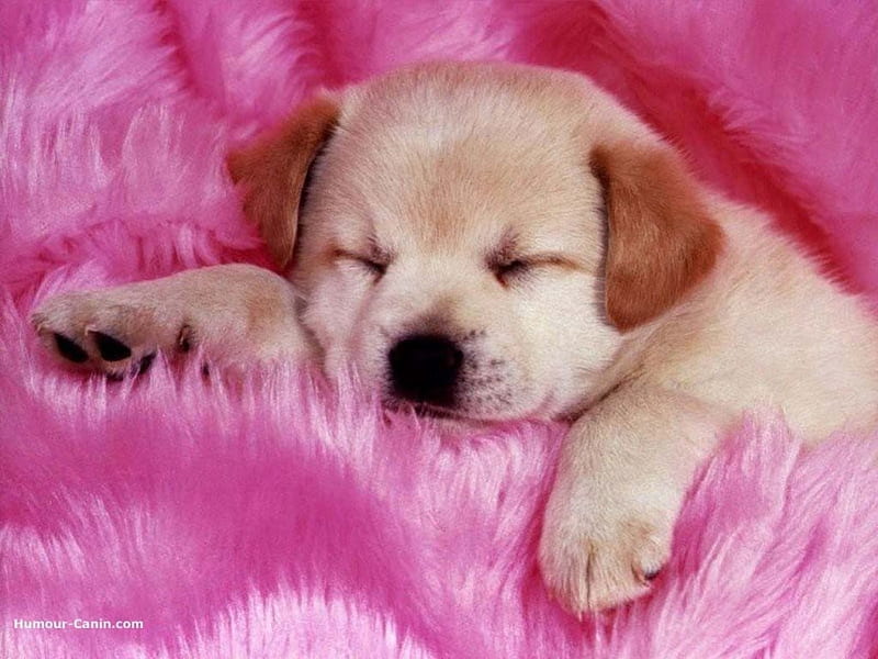 Just Simply Cute, puppies, pink, animals, dogs, HD wallpaper