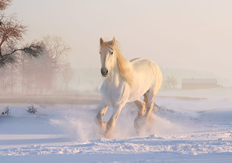 gallop in snow, horse, white, run, winter, HD wallpaper