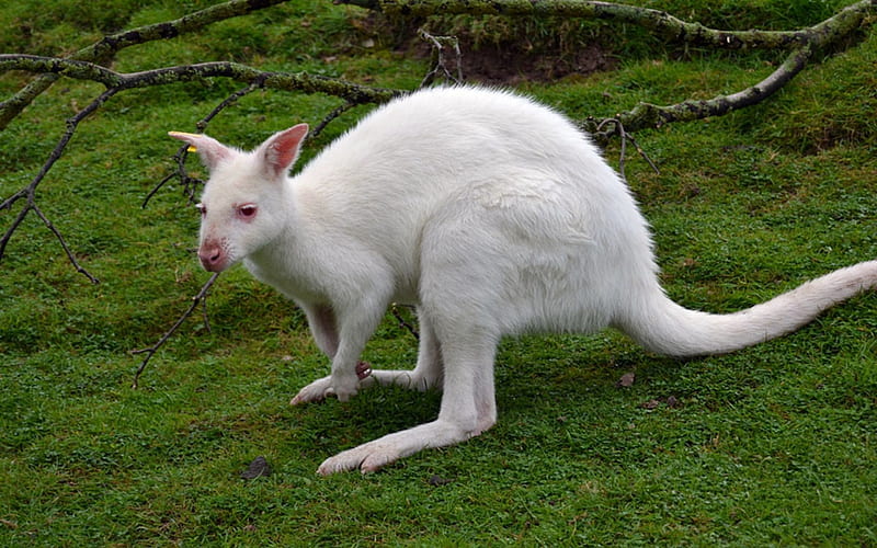 Albino Kangaroo, White, Kangaroo, Albino, Grass, HD wallpaper