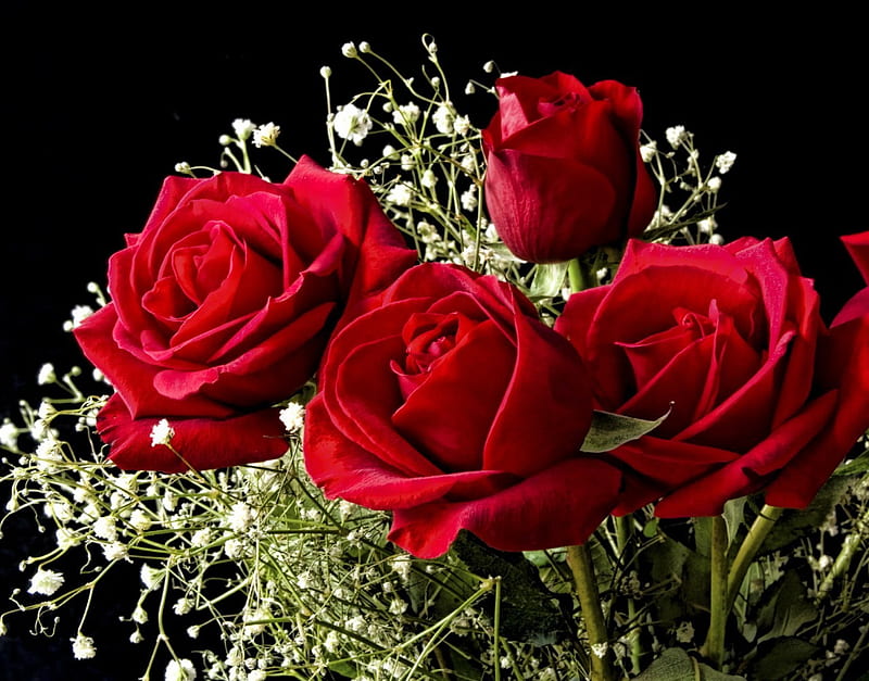 Hermosas rosas rojas, rosas rojas, encantadoras, suaves, rosas, delicadas,  dulces, Fondo de pantalla HD | Peakpx