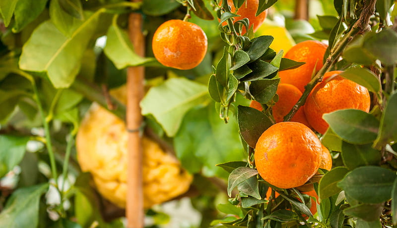 tangerines, citrus, fruits, leaves, garden, HD wallpaper