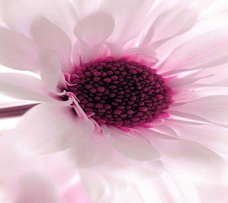 Beautiful Flower, HD wallpaper | Peakpx
