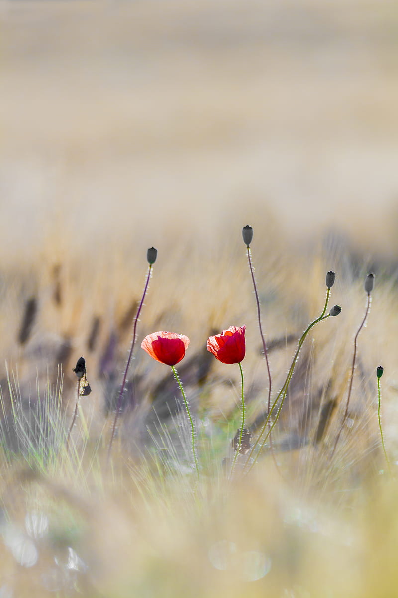Red Flowers in Middle of Grass Field, HD phone wallpaper