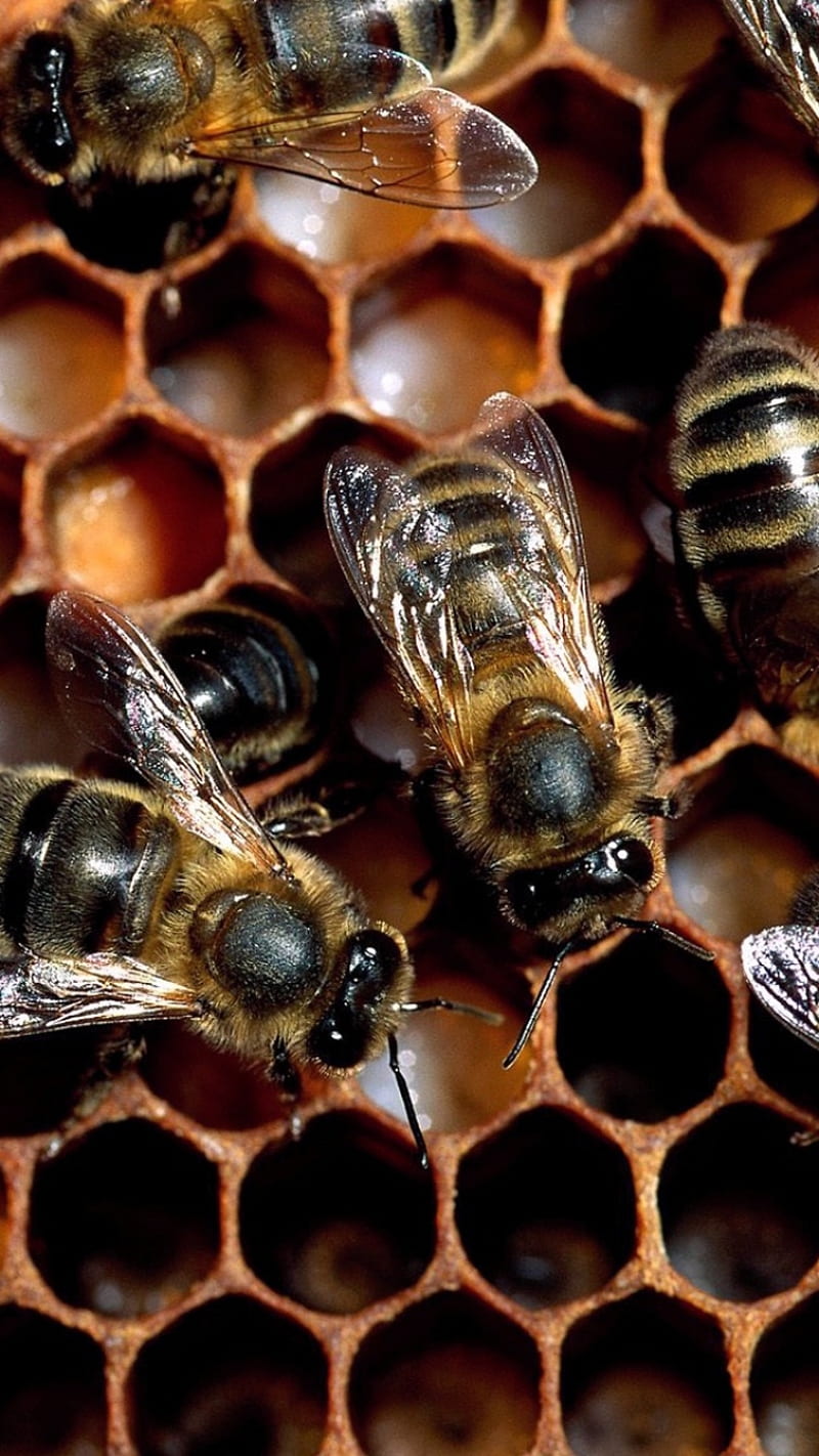 Honey Bees, bees, honey, honeycomb, wheaty, HD phone wallpaper