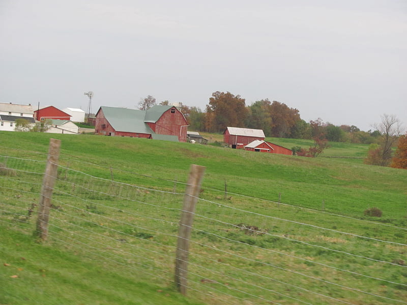 20+ Free Amish Buggy & Amish Images - Pixabay