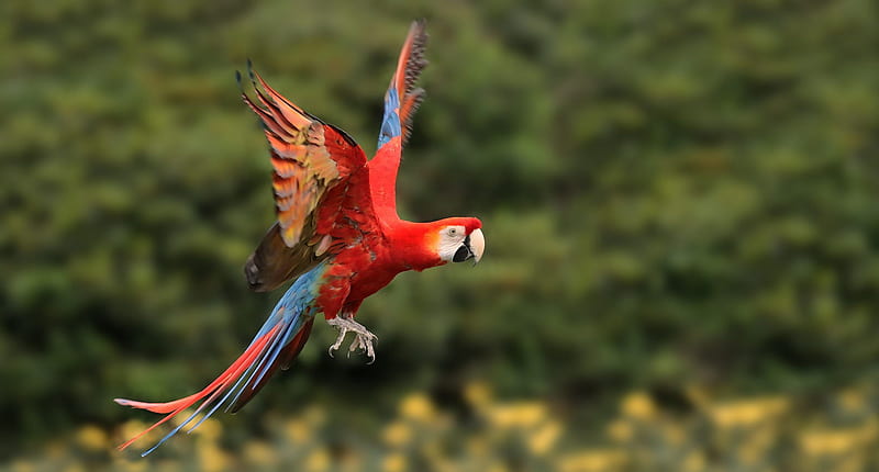 Birds, Red-and-green Macaw, Bird, Macaw, Parrot, Wildlife, red-and-green Macaw, HD wallpaper
