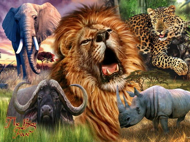 Big Five, leopard, elephant, buffalo, rhino, lion, africa, HD wallpaper