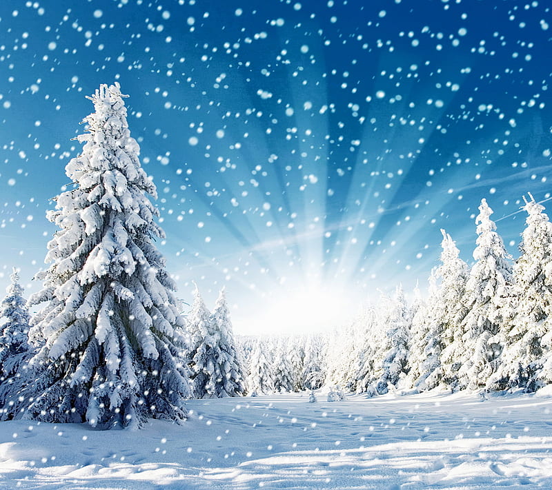 Winter Forest, day, fir, snow, sunny, tree, HD wallpaper | Peakpx