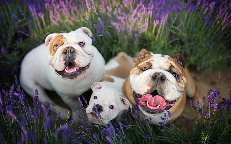 english bulldog, family, cute dogs, pets, lavender, dogs, HD wallpaper