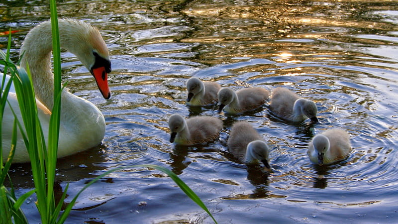 Mama and babies praying, ducks, birds, prayer, swan, water, swim, nature, babies, ducklings, pray, HD wallpaper