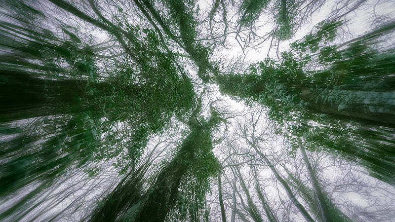 Worms Eye View Of Green Trees Nature, HD wallpaper