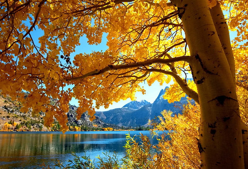 Autumn branches over the river, fall, pretty, autumn, riverbank, shore ...