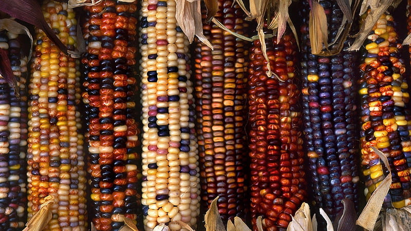 decorative corn, colorful, fall, autumn, warm, harvest, graphy, nature, thanksgiving, HD wallpaper