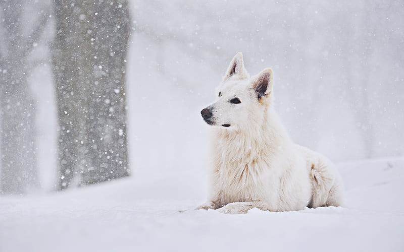 White Swiss Shepherd, winter, snowfall, pets, White Shepherd, dogs, Berger Blanc Suisse, White Shepherd Dog, HD wallpaper