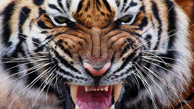 Tiger Eyes IV, ferocious, big cat, tiger, cat, animal, savage, zoo, wild, stripe, fierce, eyes, teeth, HD wallpaper