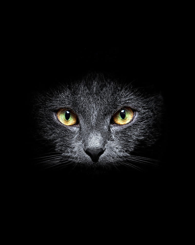 CAT EYES, black, cats, background, kitten, meow, HD phone wallpaper