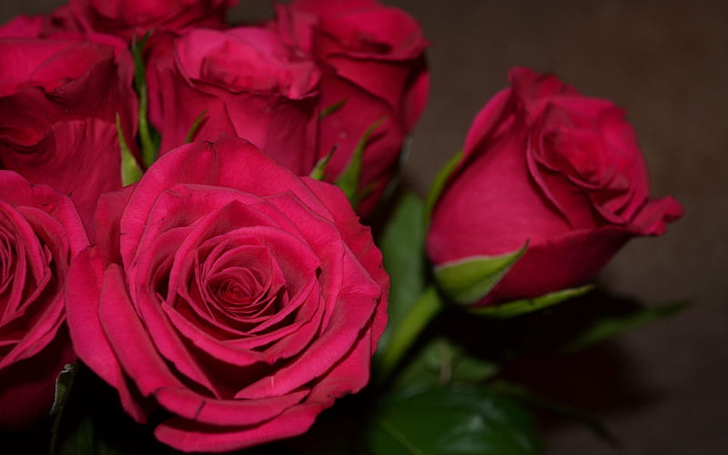 Love, red, amazing, roses, HD wallpaper