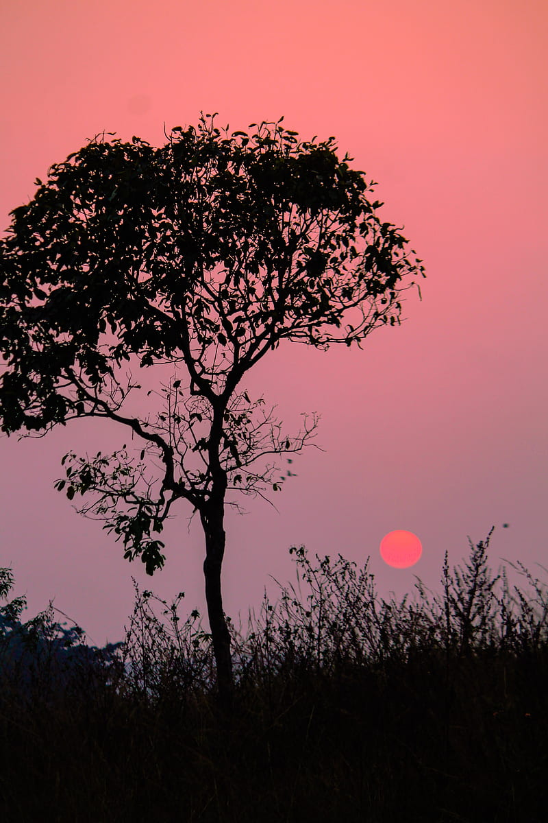 tree, silhouette, sunset, dusk, nature, HD phone wallpaper